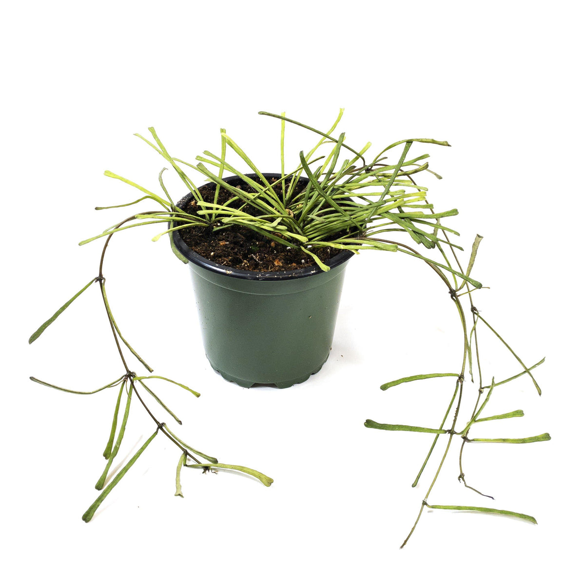 Hoya, 4in, Retusa - Floral Acres Greenhouse & Garden Centre