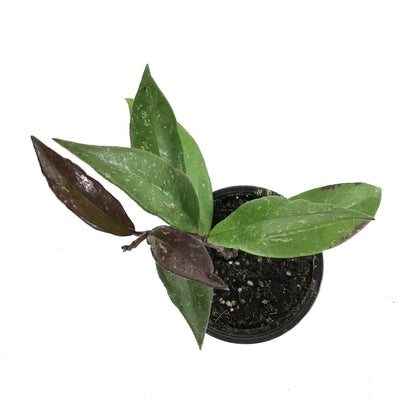 Hoya, 4in, Pubicalyx - Floral Acres Greenhouse & Garden Centre