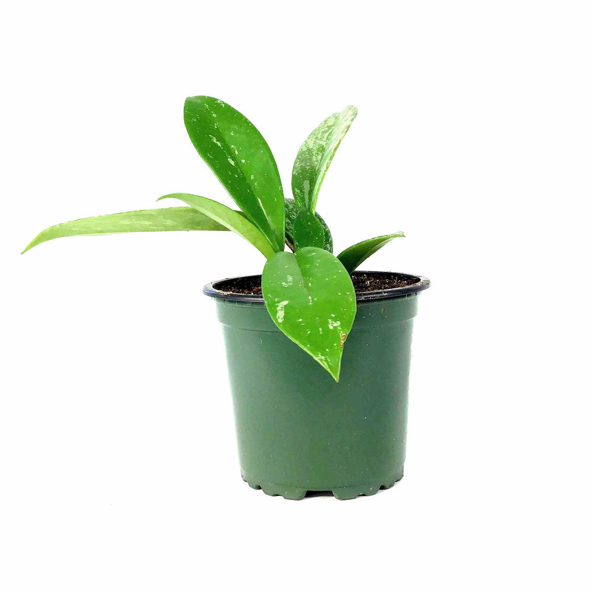 Hoya, 4in, Pubicalyx - Floral Acres Greenhouse & Garden Centre