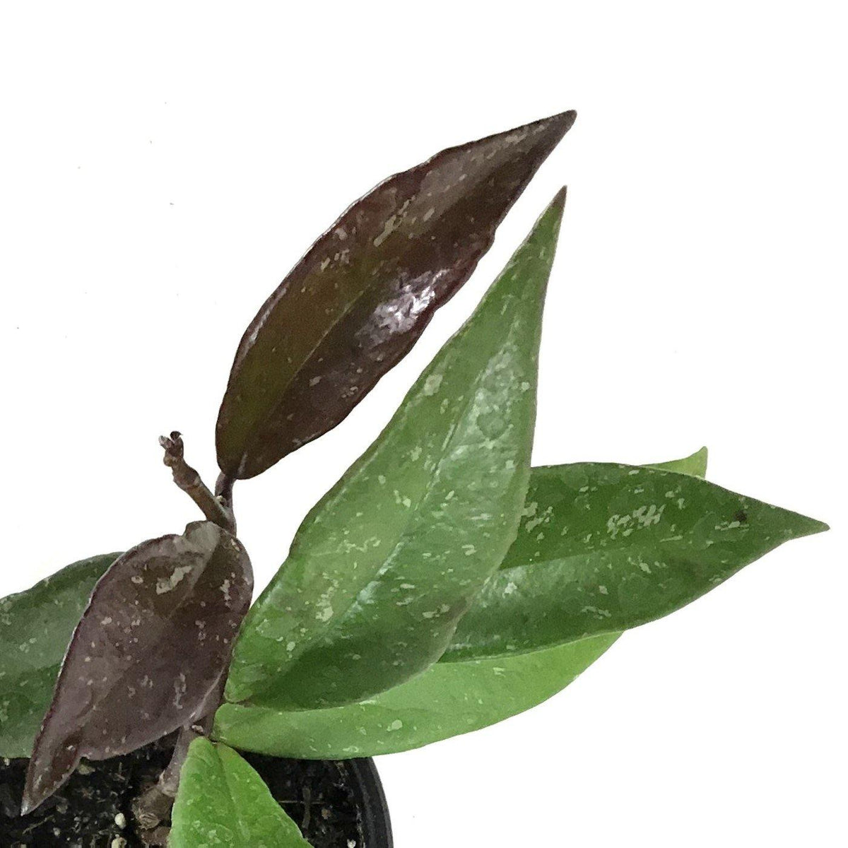 Hoya, 4in, Pubicalyx - Floral Acres Greenhouse & Garden Centre