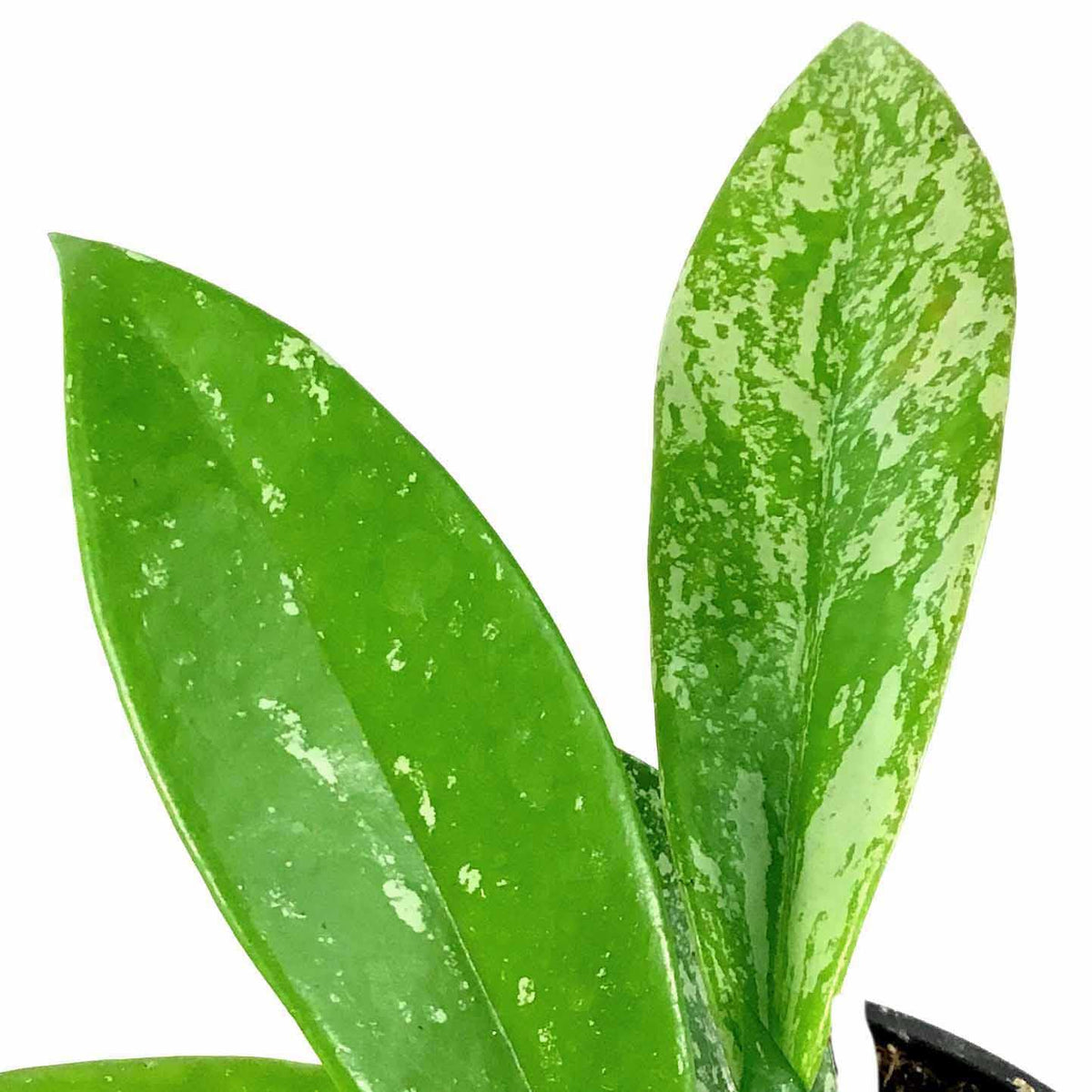 Hoya, 4in, Pubicalyx - Floral Acres Greenhouse & Garden Centre