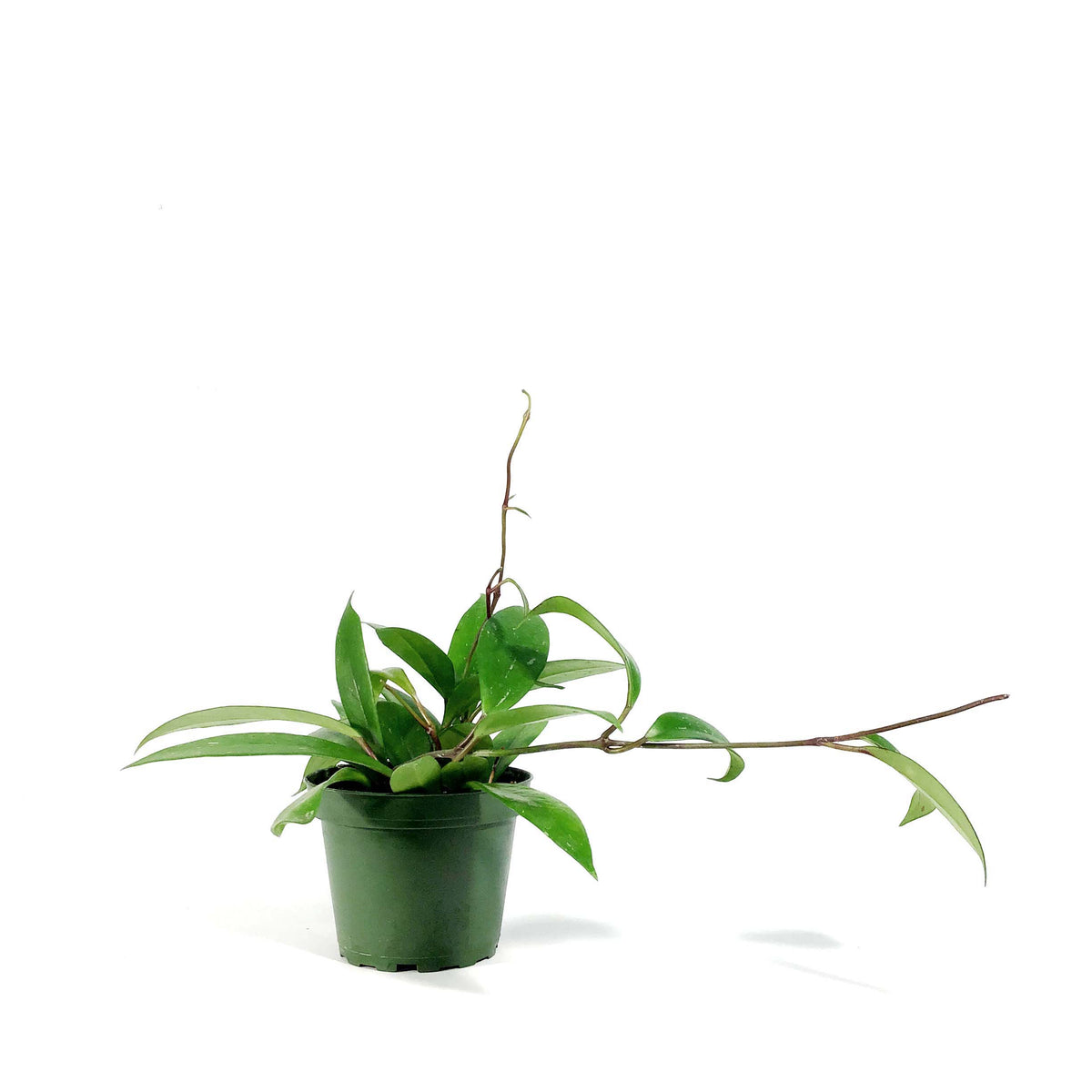 Hoya, 4in, Pubicalyx
