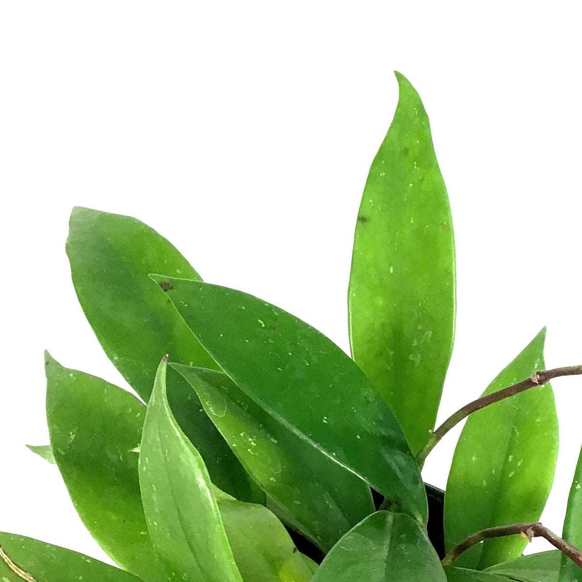 Hoya, 4in, Pubicalyx