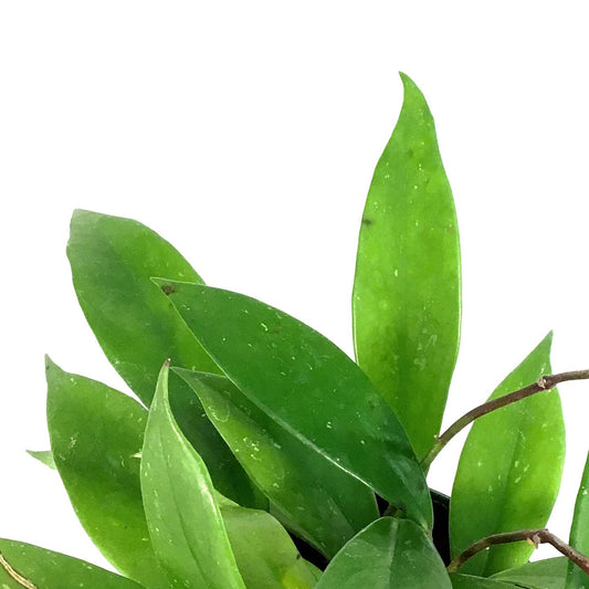 Hoya, 4in, Pubicalyx