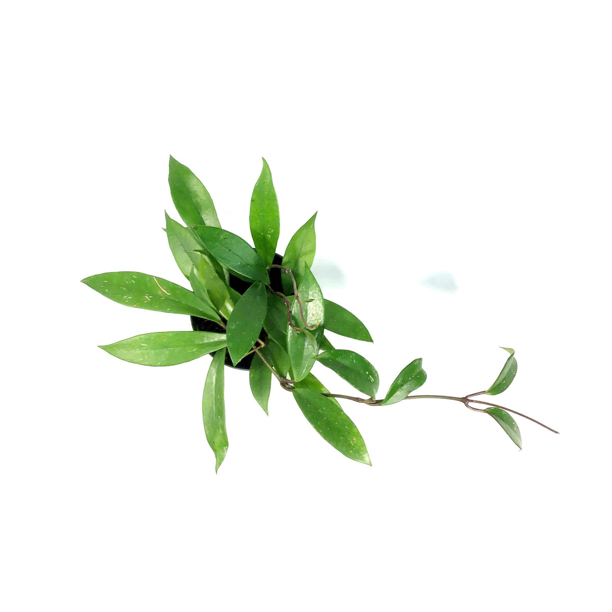 Hoya, 4in, Pubicalyx
