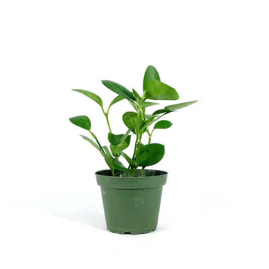 Hoya, 4in, Australis