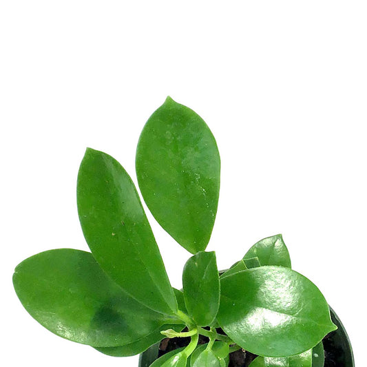 Hoya, 4in, Australis