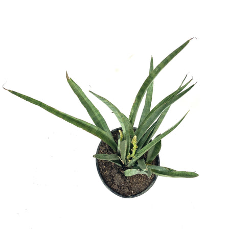 Sansevieria, 10in, Bacularis - Floral Acres Greenhouse & Garden Centre