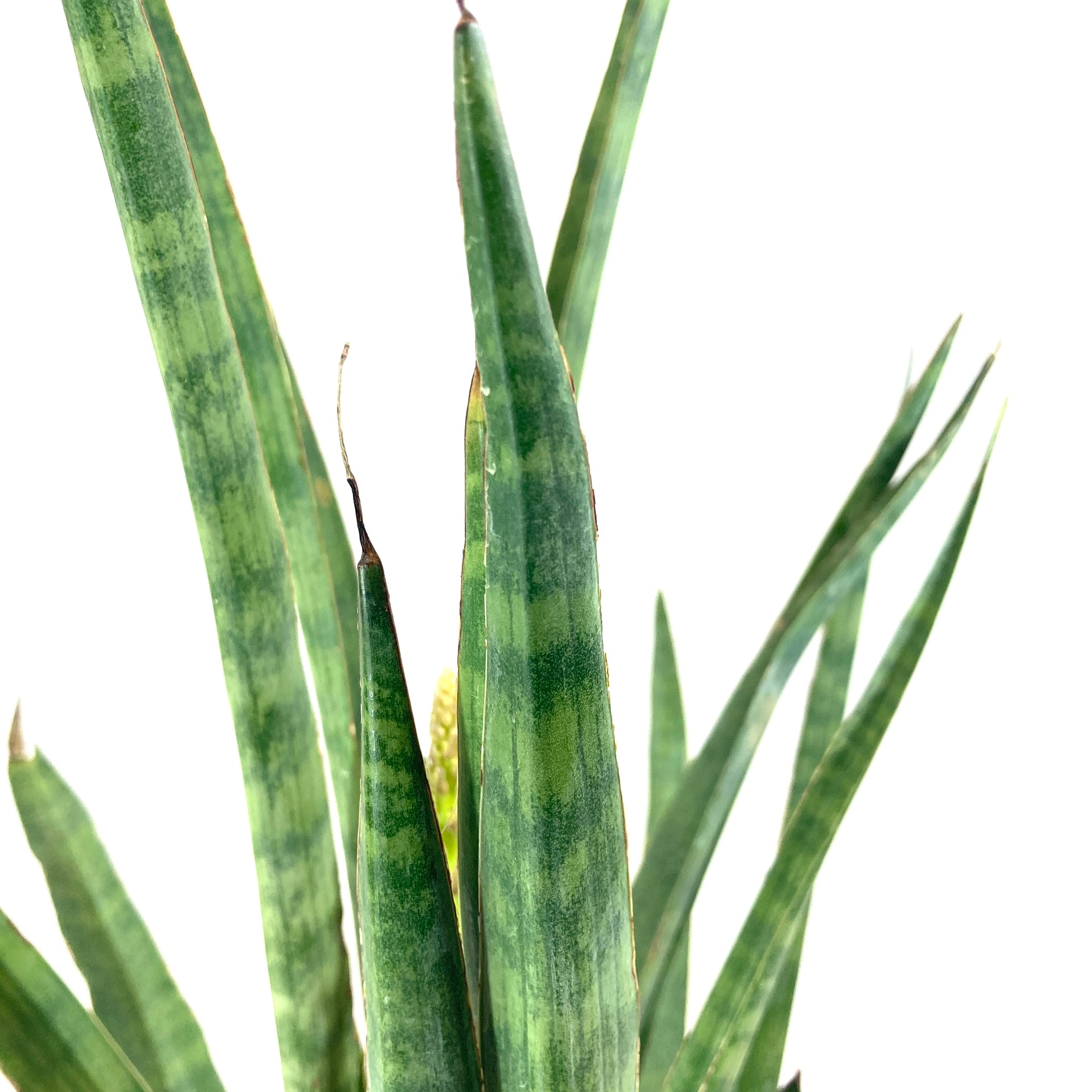 is bacularis a snake plant Sansevieria, 10in, Bacularis – Floral Acres Greenhouse & Garden Centre