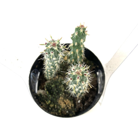 Cactus, 2.5in, Mini Cholla - Floral Acres Greenhouse & Garden Centre