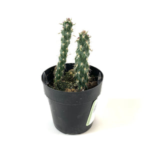 Cactus, 2.5in, Mini Cholla - Floral Acres Greenhouse & Garden Centre