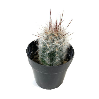 Cactus, 2.5in, Old Man of the Andes - Floral Acres Greenhouse & Garden Centre