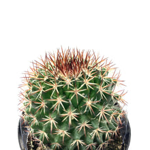 Load image into Gallery viewer, Cactus, 2.5in, Mammillaria Mystax - Floral Acres Greenhouse &amp; Garden Centre
