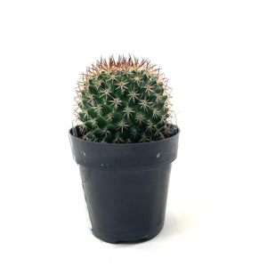 Cactus, 2.5in, Mammillaria Mystax - Floral Acres Greenhouse & Garden Centre