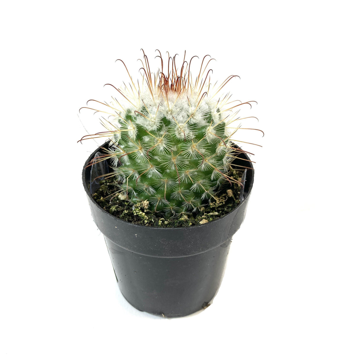 Cactus, 2.5in, Silken Pincushion - Floral Acres Greenhouse & Garden Centre