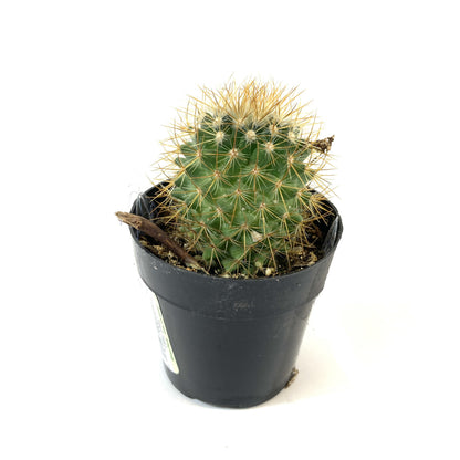 Cactus, 2.5in, Mammillaria Pringlei - Floral Acres Greenhouse & Garden Centre