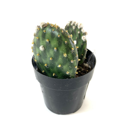 Cactus, 2.5in, Beavertail Cactus - Floral Acres Greenhouse & Garden Centre