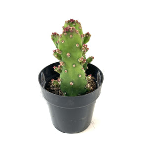 Cactus, 2.5in, Opuntia Monocantha 'Joseph's Coat' - Floral Acres Greenhouse & Garden Centre