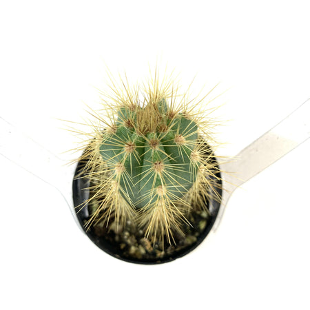 Cactus, 2.5in, Blue Candle - Floral Acres Greenhouse & Garden Centre