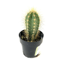 Load image into Gallery viewer, Cactus, 2.5in, Blue Candle - Floral Acres Greenhouse &amp; Garden Centre
