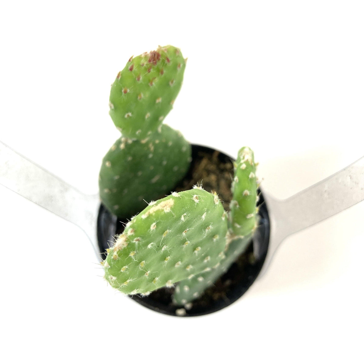 Cactus, 2.5in, Monalisa - Floral Acres Greenhouse & Garden Centre