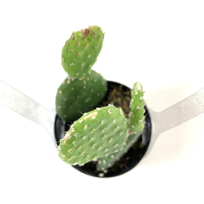 Cactus, 2.5in, Monalisa - Floral Acres Greenhouse & Garden Centre