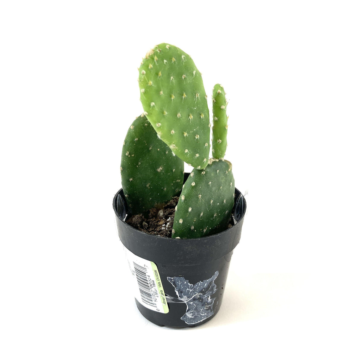 Cactus, 2.5in, Monalisa - Floral Acres Greenhouse & Garden Centre