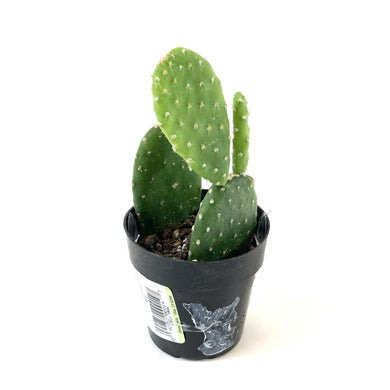 Cactus, 2.5in, Monalisa - Floral Acres Greenhouse & Garden Centre