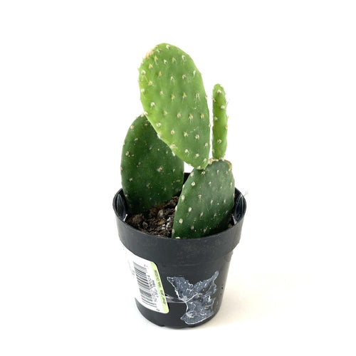 Cactus, 2.5in, Monalisa - Floral Acres Greenhouse & Garden Centre
