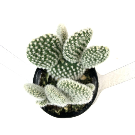 Cactus, 2.5in, O. microdasys albata 'Angel Wings' - Floral Acres Greenhouse & Garden Centre