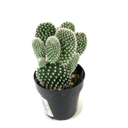 Cactus, 2.5in, O. microdasys albata 'Angel Wings' - Floral Acres Greenhouse & Garden Centre
