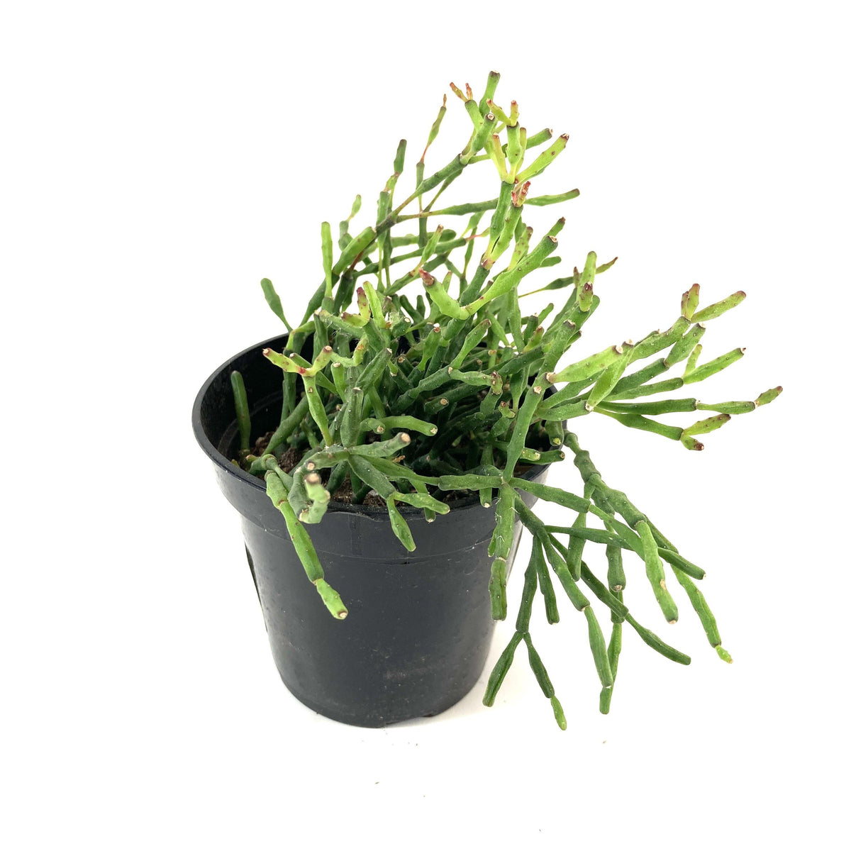 Cactus, 9cm, Rhipsalis Ewaldiana - Floral Acres Greenhouse & Garden Centre