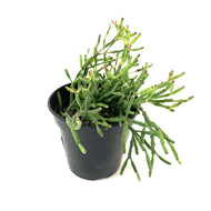 Cactus, 9cm, Rhipsalis Ewaldiana - Floral Acres Greenhouse & Garden Centre