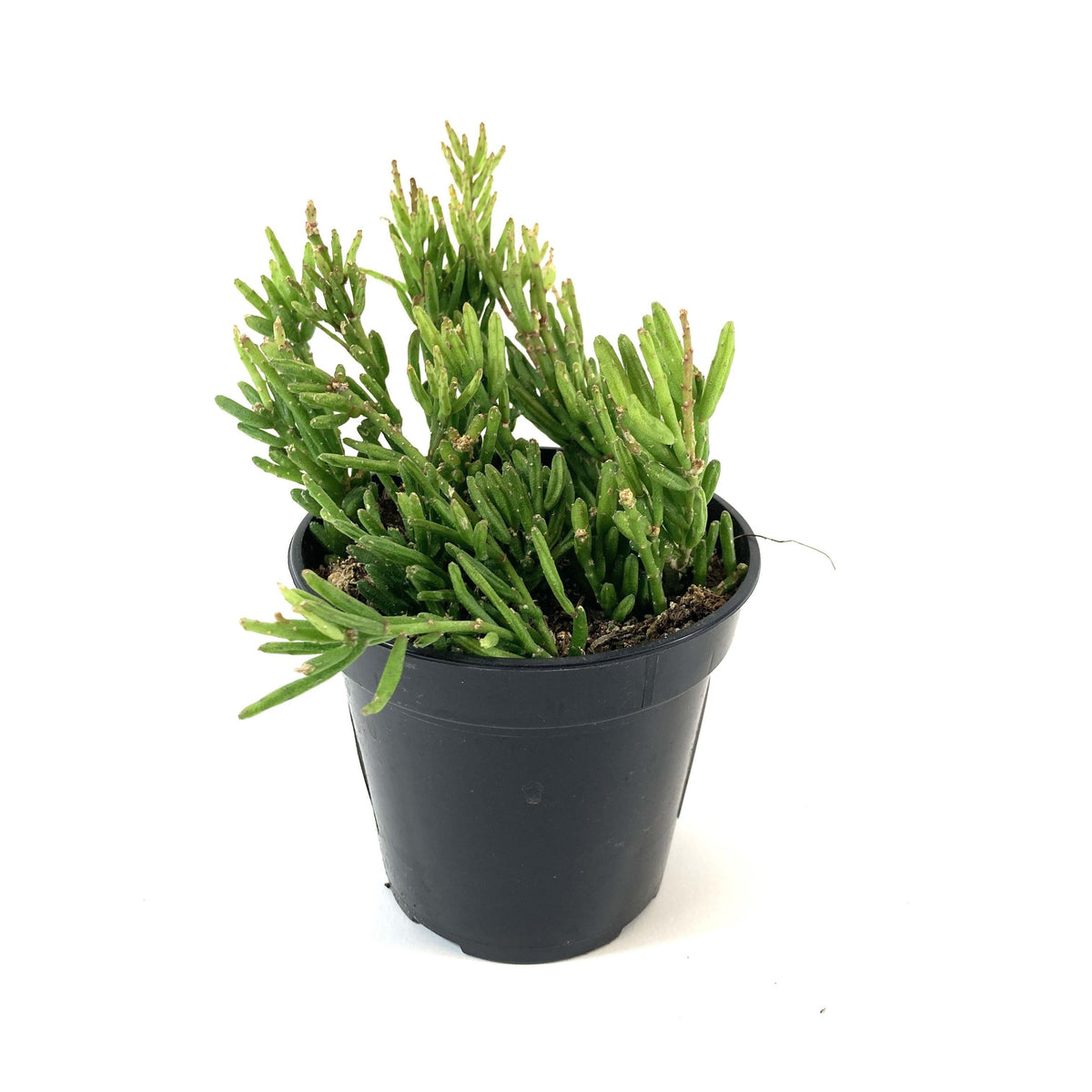 Cactus, 9cm, Rhipsalis Drunkard's Dream - Floral Acres Greenhouse & Garden Centre