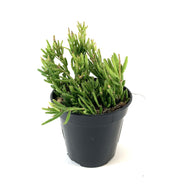 Cactus, 9cm, Rhipsalis Drunkard's Dream - Floral Acres Greenhouse & Garden Centre