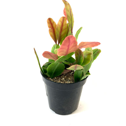 Cactus, 9cm, Rhipsalis Pachyptera - Floral Acres Greenhouse & Garden Centre
