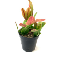 Cactus, 9cm, Rhipsalis Pachyptera - Floral Acres Greenhouse & Garden Centre