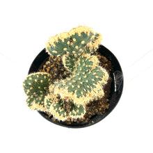 Load image into Gallery viewer, Cactus, 9cm, Opuntia Parryi Serpentina Cristata - Floral Acres Greenhouse &amp; Garden Centre
