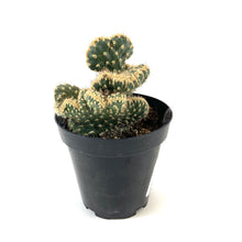 Load image into Gallery viewer, Cactus, 9cm, Opuntia Parryi Serpentina Cristata - Floral Acres Greenhouse &amp; Garden Centre
