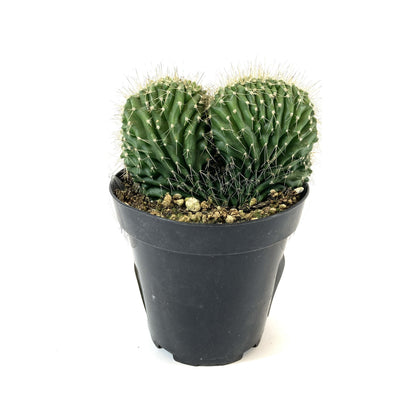 Cactus, 9cm, Neobuxbaumia Polylopha Cristata - Floral Acres Greenhouse & Garden Centre