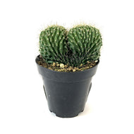 Cactus, 9cm, Neobuxbaumia Polylopha Cristata - Floral Acres Greenhouse & Garden Centre
