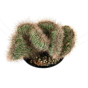 Cactus, 9cm, Stenocereus Hollianus Cristata - Floral Acres Greenhouse & Garden Centre