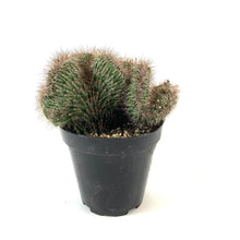 Load image into Gallery viewer, Cactus, 9cm, Stenocereus Hollianus Cristata - Floral Acres Greenhouse &amp; Garden Centre
