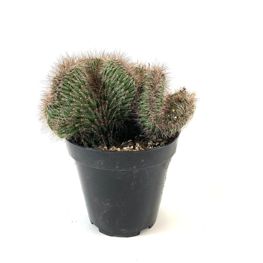 Cactus, 9cm, Stenocereus Hollianus Cristata - Floral Acres Greenhouse & Garden Centre