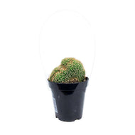 Cactus, 9cm, Echinopsis cris 'Caterpillar Plant'