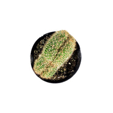 Load image into Gallery viewer, Cactus, 9cm, Echinopsis cris &#39;Caterpillar Plant&#39;
