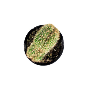 Cactus, 9cm, Echinopsis cris 'Caterpillar Plant'