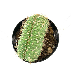 Cactus, 9cm, Trichocereus Thelegonus Cristata - Floral Acres Greenhouse & Garden Centre