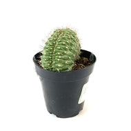 Cactus, 9cm, Trichocereus Thelegonus Cristata - Floral Acres Greenhouse & Garden Centre
