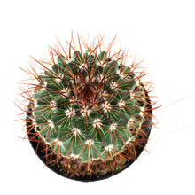 Load image into Gallery viewer, Cactus, 2.5in, Mammillaria &#39;Tenango del Valle&#39; - Floral Acres Greenhouse &amp; Garden Centre
